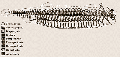 Diagram of the vertebrate archetype