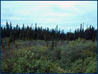 Black spruce bog in Canada