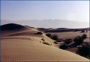 The desert biome