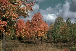 Wisconsin forest