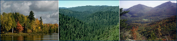 Temperate forest photos