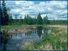 A Minnesota marsh