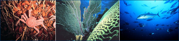 The marine biome