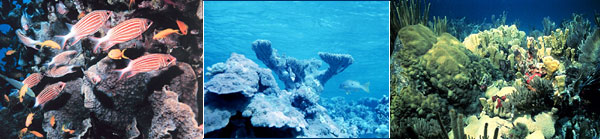 Coral reef photos