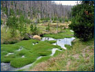 Sedges in Yellowstone National Park
