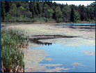 A shoreline wetland in Minnesota