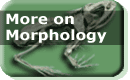 More on Morphology button