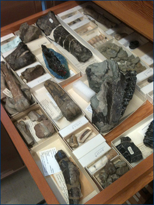 Drawer of Caldecott vertebrate fossils