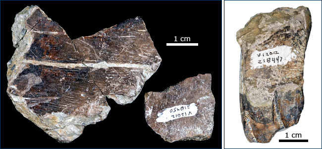 Turtle carapace and horse tooth