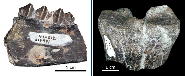 Artiodactyl dentary and camelid metapodial