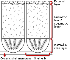 Drawing showing the basic components of the shell unit (based on avian eggshell)