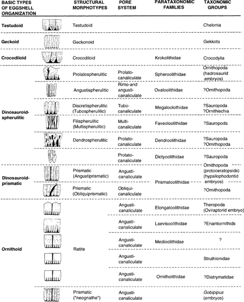 Table showing the inferred relationships between basic types, structural morphotypes, parataxonomy, and taxonomy of fossil and mondern amniote eggs
