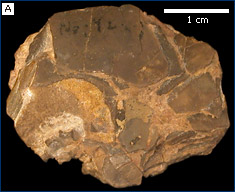 Smooth fossil bird eggshell from the Eocene of Colorado