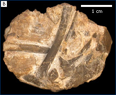 Embryonic bones from within the fossil egg