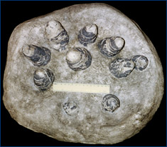 Cast of a Troodon nest from the Late Cretaceous of Montana