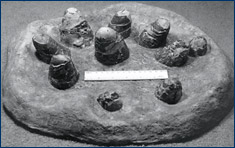 A cast of Troodon formosus eggs and nest structure from the Egg Mountain locality in the Two Medicine Formation of central Montana