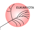 Eukaryota
