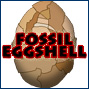Fossil eggshell
