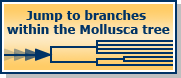 Jump to branches within the Mollusca tree