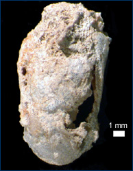 One of the recovered bivalves from the skull
