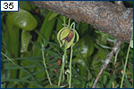 A long-stalked Darlingtonia flower