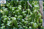 Closer view of pitcher plants