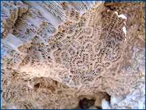 A common meandroid coral of the first Pleistocene terrace