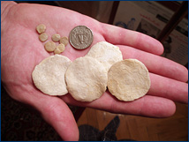 Two different species of Eocene <i>Nummulites</i> with a quarter for scale