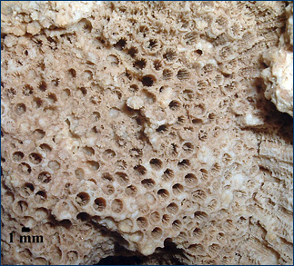 230,000-year-old Favia stelligera