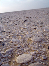 The entire desert floor is comprised of Nummulites