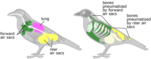 a bird's respiratory system, and how it pneumatizes the skeleton