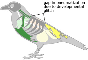 Sometimes a developmental glitch leads to a gap in pneumatization.