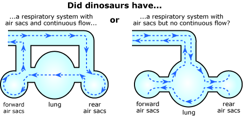 Did dinosaurs have a respiratory system with air sacs and continuous flow or a respiratory system with air sacs but no continuous flow.