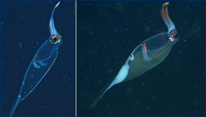 At left, the transparent squid Galiteuthis shows no sign of ink inside, while the Galiteuthis at right does
