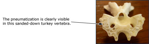 pneumatization in a sanded-down turkey vertebra