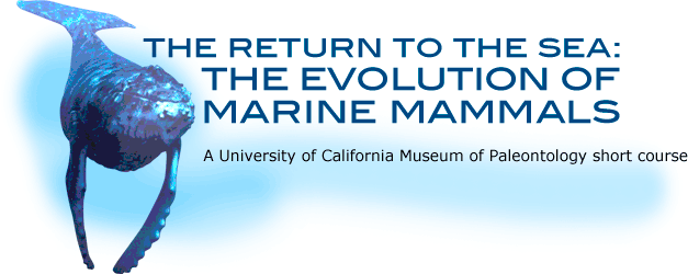 The return to the sea: The evolution of marine mammals