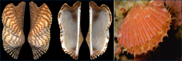 Arc shell and scallop