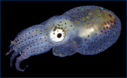 Chromatophores on a baby blue-ring octopus