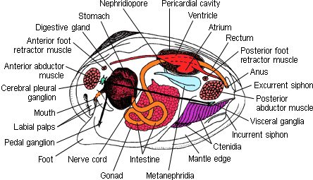 Clam anatomy