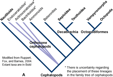 Cephalopoda cladogram A