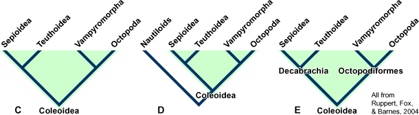 Cephalopoda cladograms C, D, and E