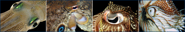 Eye morphology in cephalopods