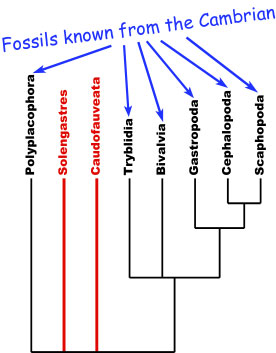 Molluscan phylogeny