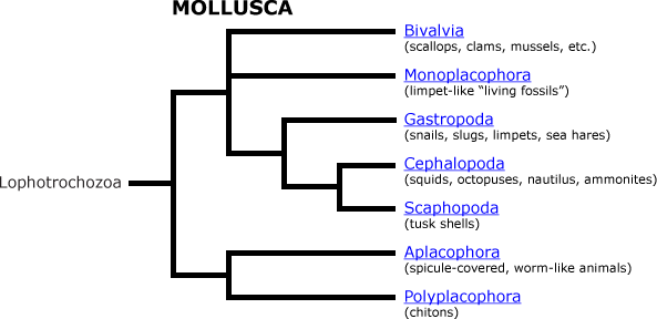 The mollusca
