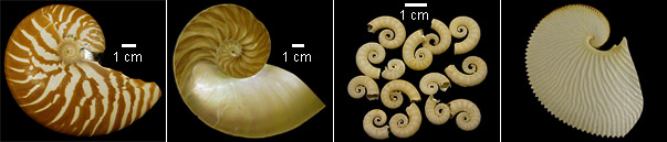 Nautilus, Ram's Horn Squid, and Paper Nautilus