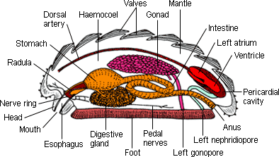Polyplacophoran anatomy