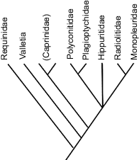 Tentative phylogeny of Hippuritoida