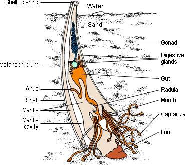 Scaphopod anatomy