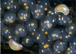 Eggs of the Sinistral Pond Snail