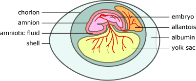 The amniotic egg